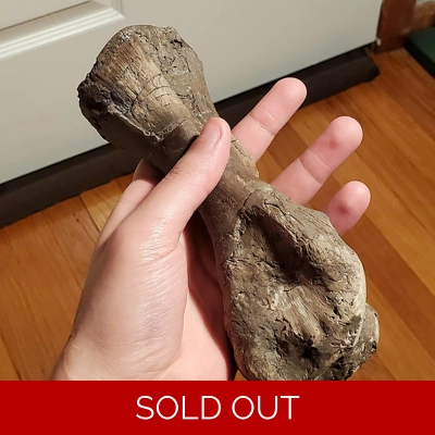 Rare Ankylosaurus Forearm Bone